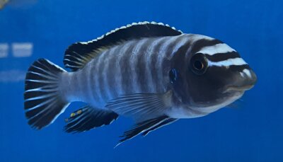 Labeotropheus trewavasae Thumbi 12-15 cm