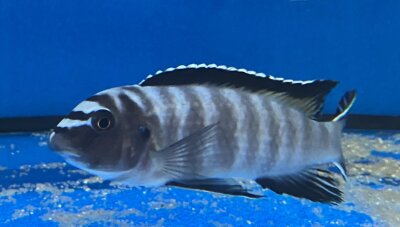 Labeotropheus trewavasae Thumbi 12-15 cm