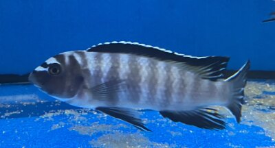 Labeotropheus trewavasae Thumbi 12-15 cm