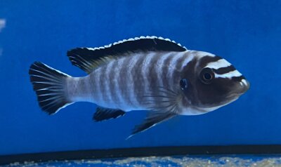 Labeotropheus trewavasae Thumbi 12-15 cm