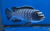 Labeotropheus trewavasae Thumbi 12-15 cm