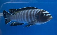 Labeotropheus trewavasae Thumbi 12-15 cm