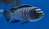 Labeotropheus trewavasae Thumbi 12-15 cm