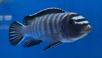 Labeotropheus trewavasae Thumbi 12-15 cm