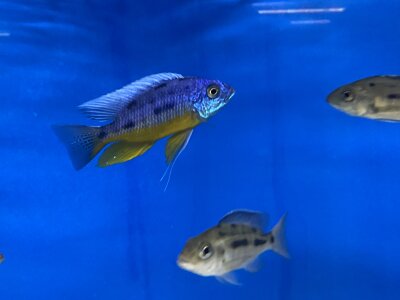 Protomelas spilonotus Tanzania 7-9 cm