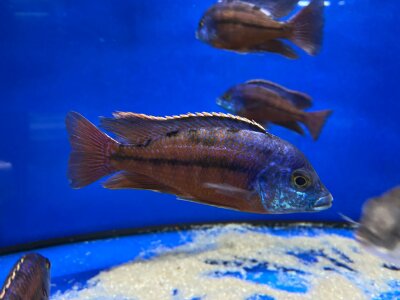 Protomelas taeniolatus Boadzulu (Namalenje) 5-6 cm
