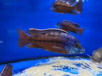 Protomelas taeniolatus Boadzulu (Namalenje) 5-6 cm