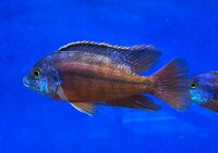 Protomelas taeniolatus Boadzulu (Namalenje) 5-6 cm