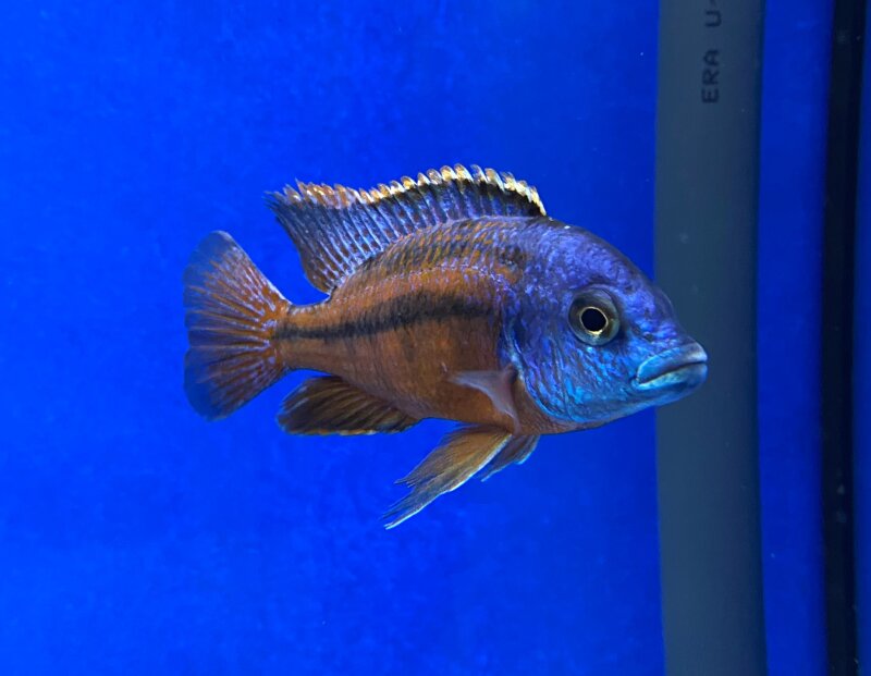 Protomelas taeniolatus Boadzulu (Sengabay) 10-12 cm