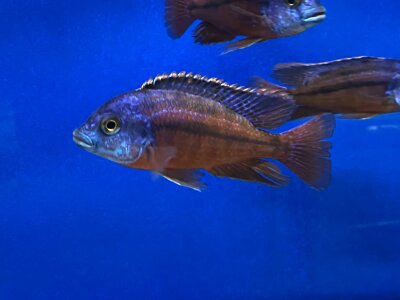 Protomelas taeniolatus Boadzulu (Sengabay) 10-12 cm