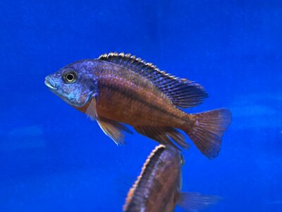 Protomelas taeniolatus Boadzulu (Sengabay) 10-12 cm