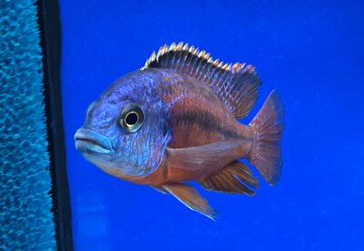 Protomelas taeniolatus Boadzulu (Sengabay) 10-12 cm