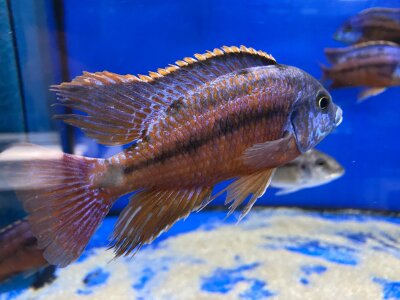 Protomelas taeniolatus Boadzulu (Sengabay) 10-12 cm