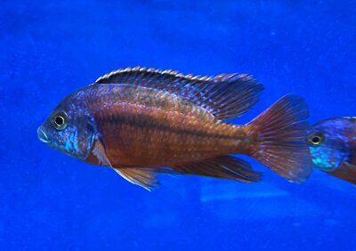 Protomelas taeniolatus Boadzulu (Sengabay) 10-12 cm