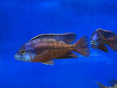 Protomelas taeniolatus Boadzulu (Sengabay) 10-12 cm