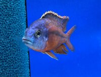 Protomelas taeniolatus Boadzulu (Sengabay) 10-12 cm
