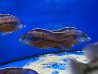Protomelas taeniolatus Boadzulu (Sengabay) 10-12 cm