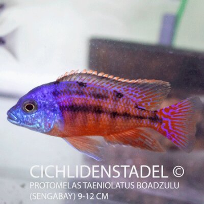 Protomelas taeniolatus Boadzulu (Sengabay) 7-10 cm