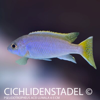 Pseudotropheus acei Luwala 7-10 cm
