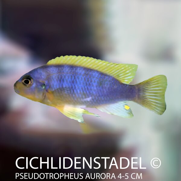 Pseudotropheus aurora 5-8 cm