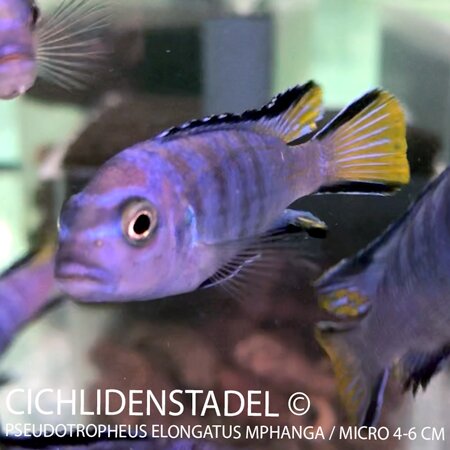 Pseudotropheus elongatus Mphanga / micro 6-7 cm