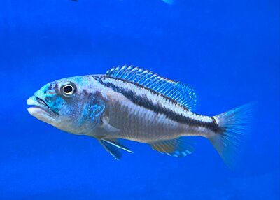 Aristochromis christyi 9-12 cm