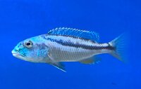 Aristochromis christyi 9-12 cm