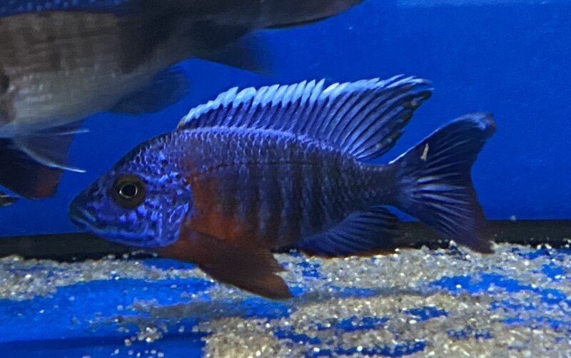 Aulonocara hansbaenschi red flash 7-8 cm