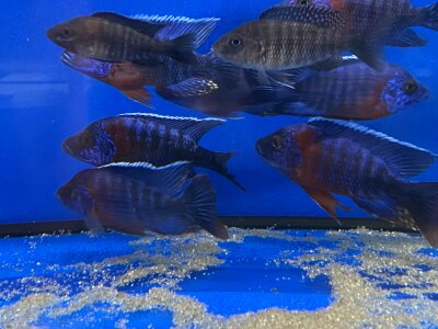 Aulonocara hansbaenschi red flash 7-8 cm