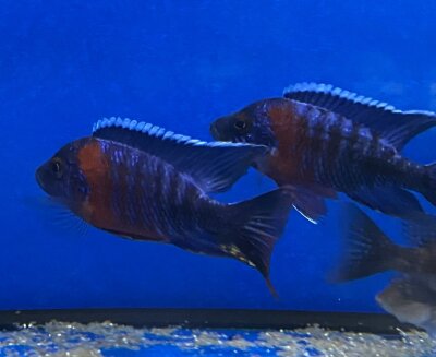 Aulonocara hansbaenschi red flash 7-8 cm