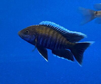 Aulonocara spec. Walteri 8-11 cm