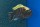 Cynotilapia aurifrons Luwino 8-9 cm