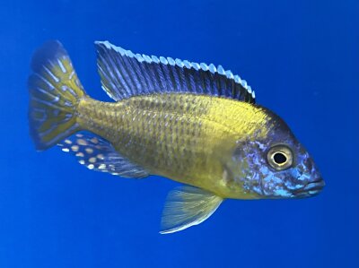 Aulonocara steveni blue neon 5-6 cm