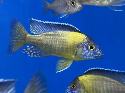 Aulonocara steveni blue neon 5-6 cm