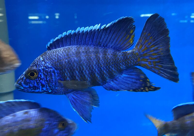 Aulonocara stuartgranti Chilumba 5-7 cm