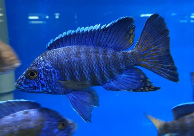 Aulonocara stuartgranti Chilumba 5-7 cm