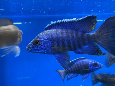 Aulonocara stuartgranti Chilumba 5-7 cm