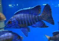 Aulonocara stuartgranti Chilumba 5-7 cm