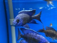 Aulonocara stuartgranti Chilumba 5-7 cm