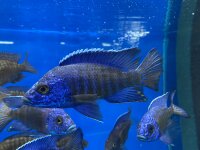 Aulonocara stuartgranti Chilumba 5-7 cm