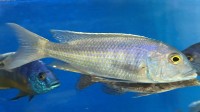 Buccochromis lepturus 10-13 cm