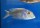 Buccochromis lepturus 10-13 cm