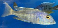 Buccochromis lepturus 8-10 cm