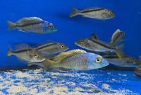 Buccochromis nototaenia 10-14 cm