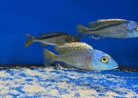 Buccochromis nototaenia 10-14 cm