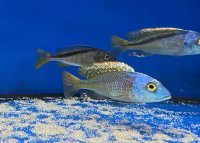 Buccochromis nototaenia 11-15 cm