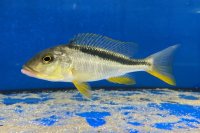 Buccochromis rhoadesi yellow 6-8 cm