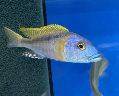 Buccochromis rhoadesi yellow 7-10 cm