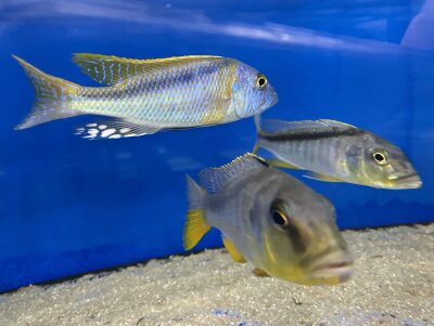 Buccochromis rhoadesi yellow 7-10 cm