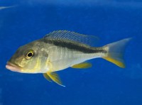Buccochromis rhoadesi yellow 8-10 cm